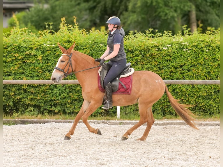 Muli Stute 12 Jahre 144 cm Fuchs in Neustadt (Wied)