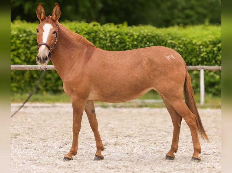 Muli Stute 12 Jahre 144 cm Fuchs in Neustadt (Wied)