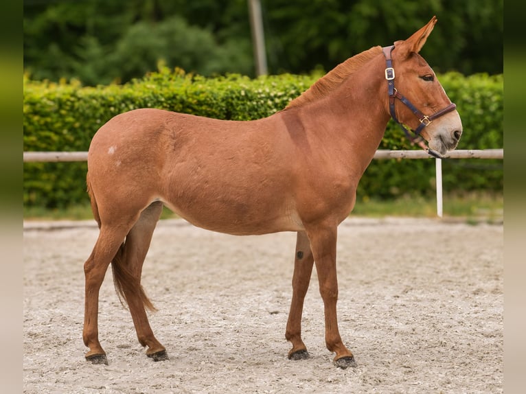 Muli Stute 12 Jahre 144 cm Fuchs in Neustadt (Wied)