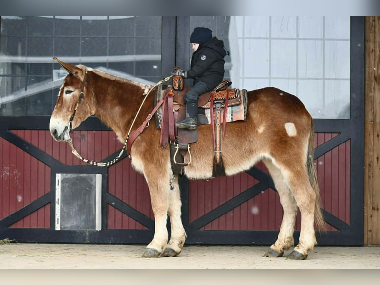 Muli Stute 14 Jahre 157 cm Rotfuchs in Rebersburg