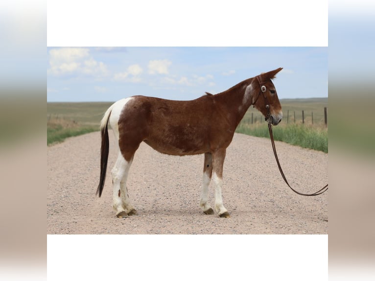 Muli Stute 15 Jahre 142 cm Roan-Red in Nunn