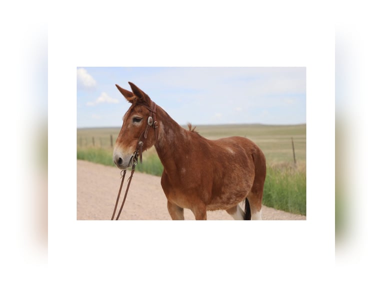 Muli Stute 15 Jahre 142 cm Roan-Red in Nunn