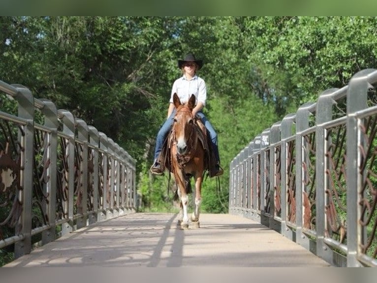 Muli Stute 15 Jahre 142 cm Roan-Red in Nunn