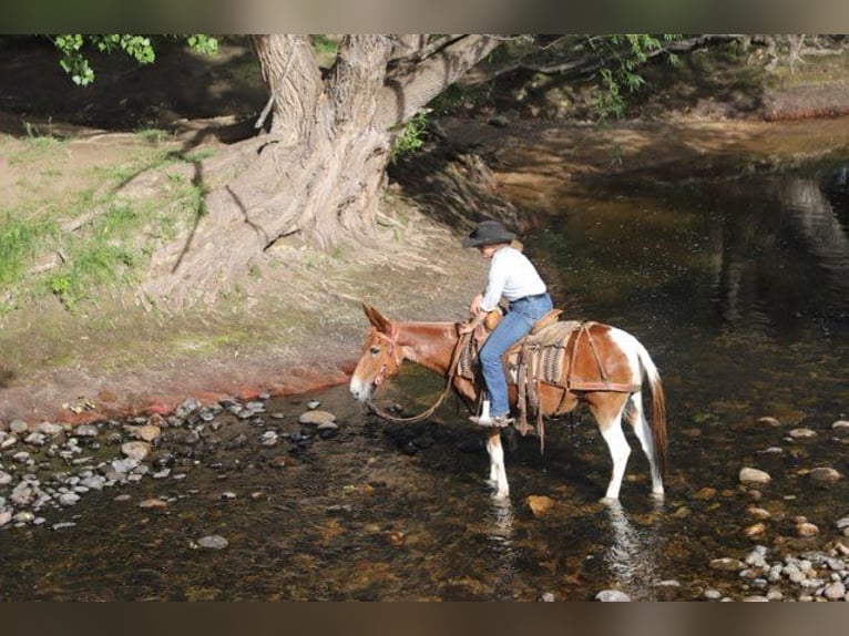 Muli Stute 15 Jahre 142 cm Roan-Red in Nunn