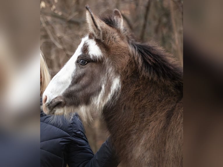 Muli Stute 2 Jahre 90 cm Schecke in Raubling
