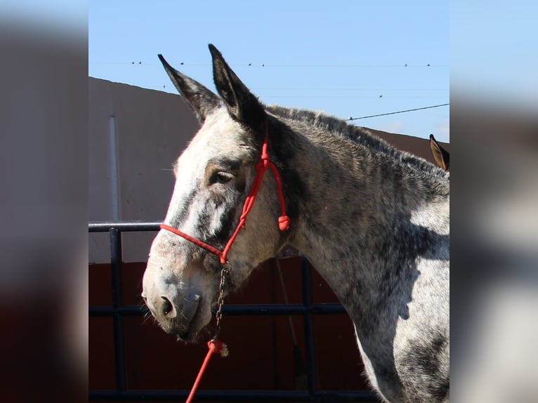 Muli Stute 6 Jahre 166 cm Overo-alle-Farben in Vejer de la Frontera