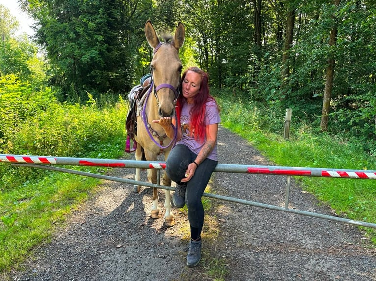 Muli Stute 7 Jahre 140 cm Falbe in Linkenbach