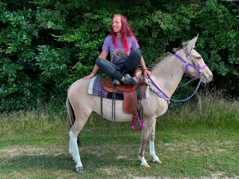 Muli Stute 7 Jahre 140 cm Falbe in Linkenbach