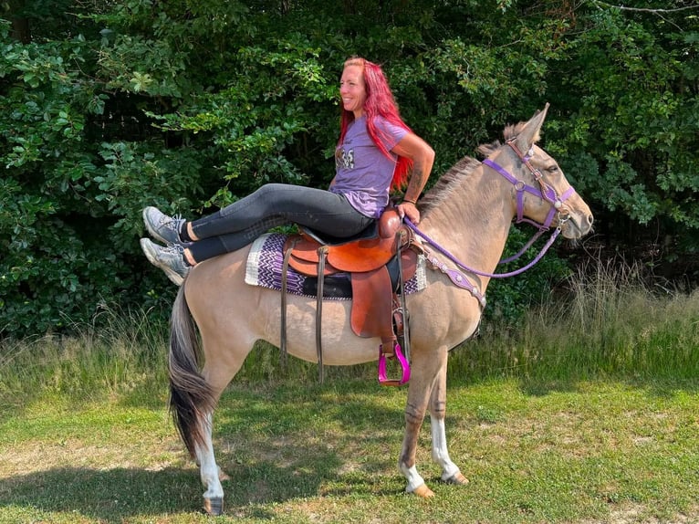 Muli Stute 7 Jahre 140 cm Falbe in Linkenbach