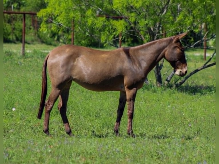 Muli Stute 8 Jahre 132 cm Grullo in Whitesboro