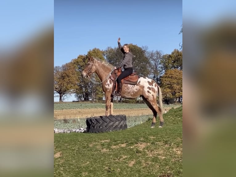 Muli Stute 8 Jahre 155 cm Tigerschecke in Oberhausen