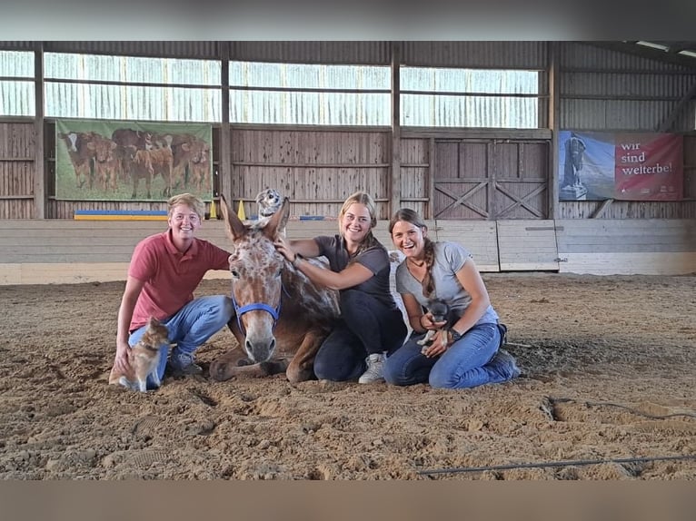 Muli Stute 8 Jahre 155 cm Tigerschecke in Oberhausen