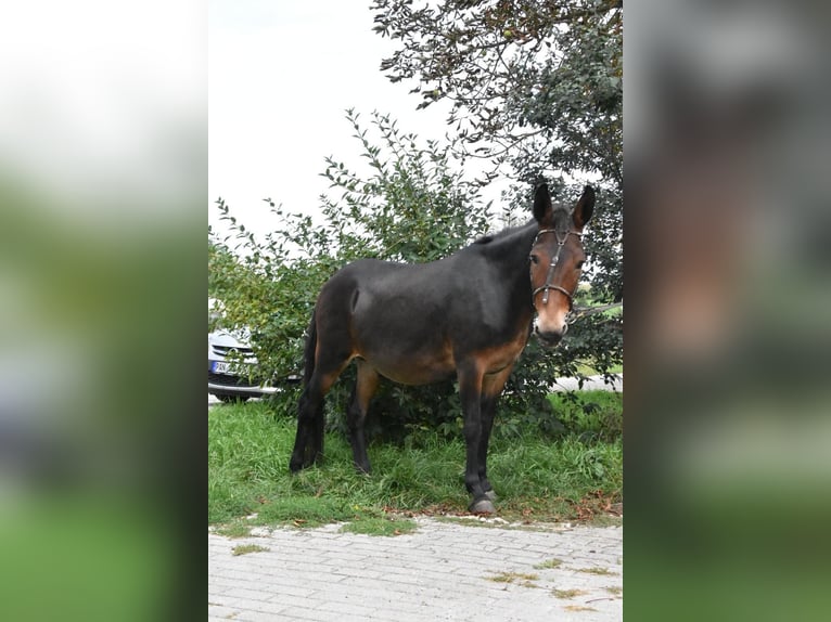 Muli Wallach 11 Jahre 142 cm Brauner in Arnstorf