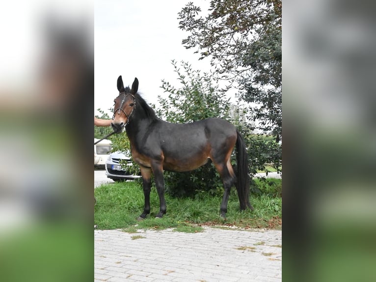 Muli Wallach 11 Jahre 142 cm Brauner in Arnstorf