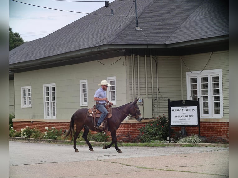 Muli Wallach 11 Jahre 145 cm Rappe in Grand Saline, TX