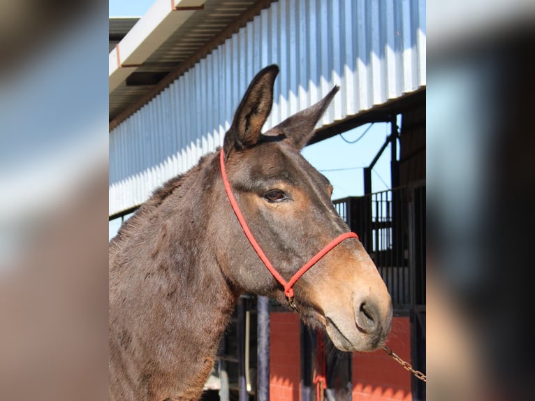 Muli Wallach 14 Jahre 152 cm Brauner in Vejer de la Frontera