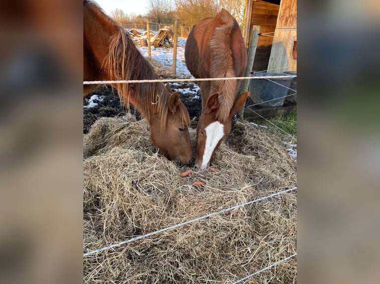 Muli Wallach 4 Jahre 145 cm Dunkelfuchs in Mettet