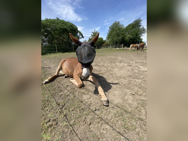 Muli Wallach 4 Jahre 145 cm Dunkelfuchs in Mettet
