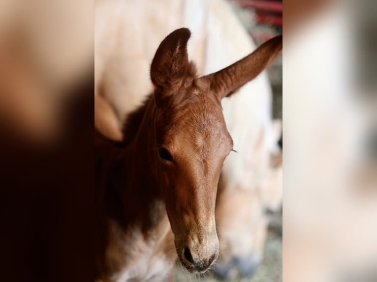 Muli Wallach 4 Jahre 152 cm Roan-Red in Maryville