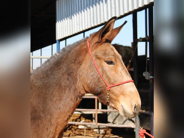 Muli Wallach 4 Jahre 156 cm Buckskin in Vejer de la Frontera