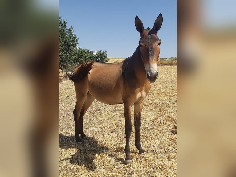 Muli Wallach 4 Jahre 157 cm Buckskin in Sevilla