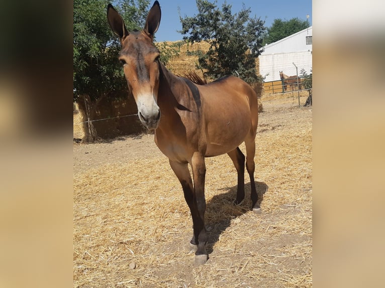 Muli Wallach 4 Jahre 157 cm Buckskin in Sevilla