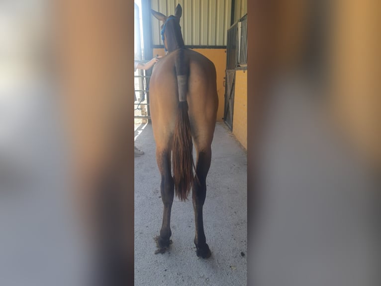 Muli Wallach 4 Jahre 157 cm Buckskin in Sevilla