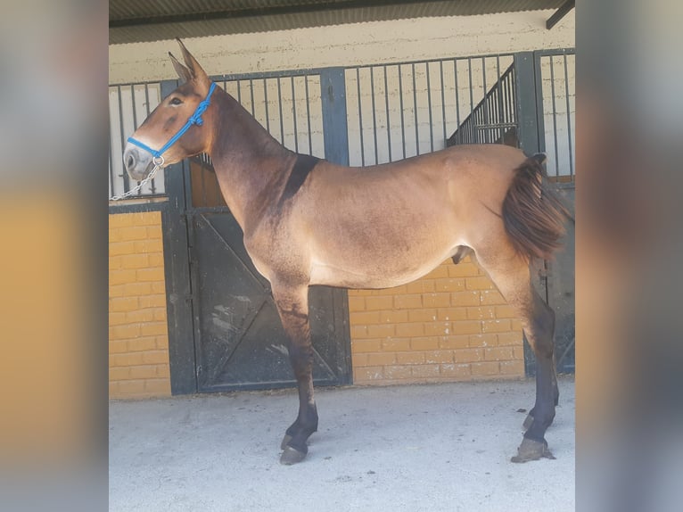 Muli Wallach 4 Jahre 157 cm Buckskin in Sevilla