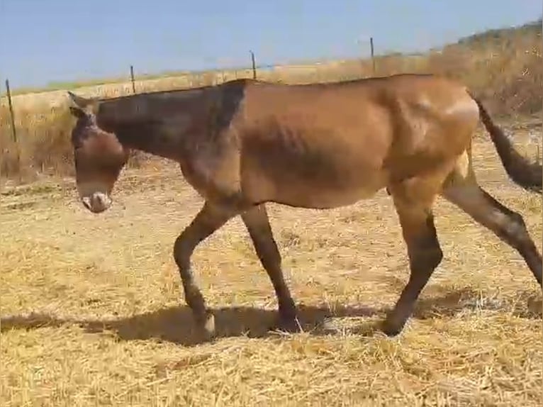 Muli Wallach 4 Jahre 157 cm Buckskin in Sevilla