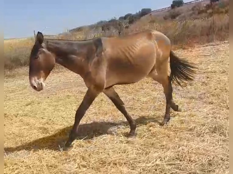 Muli Wallach 4 Jahre 157 cm Buckskin in Sevilla