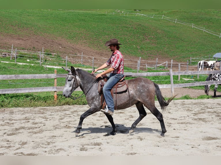 Muli Mix Wallach 5 Jahre 156 cm Apfelschimmel in Achenkirch