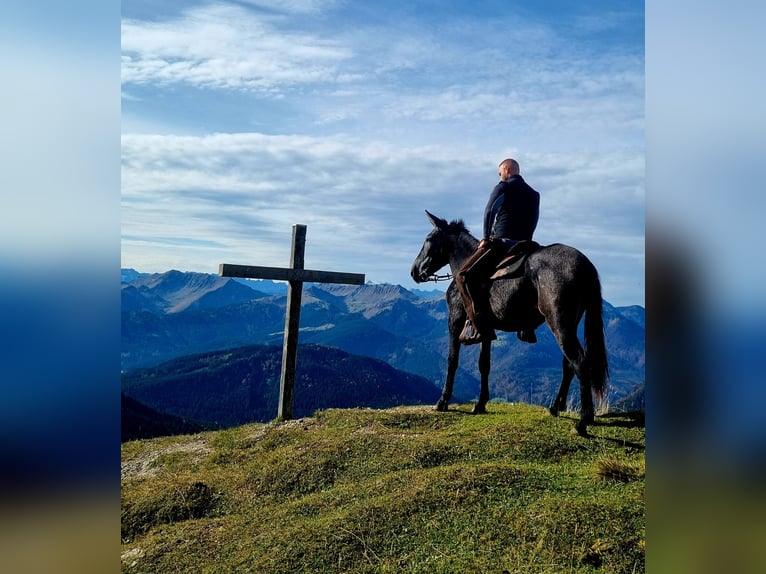 Muli Mix Wallach 5 Jahre 156 cm Apfelschimmel in Achenkirch