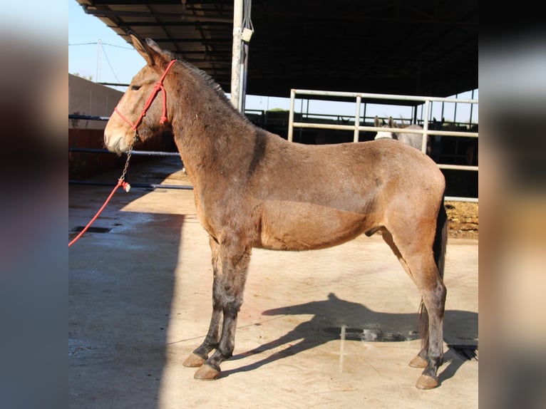 Muli Wallach 5 Jahre 156 cm Buckskin in Vejer de la Frontera