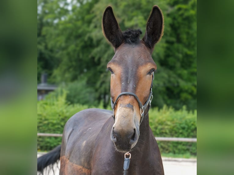 Muli Wallach 6 Jahre 163 cm Dunkelbrauner in Neustadt (Wied)