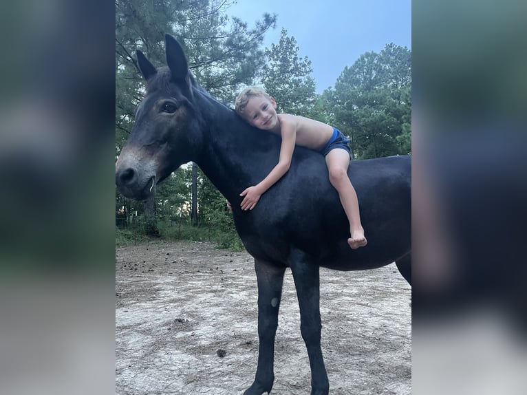 Muli Mix Wallach 7 Jahre 122 cm Rotbrauner in Deridder
