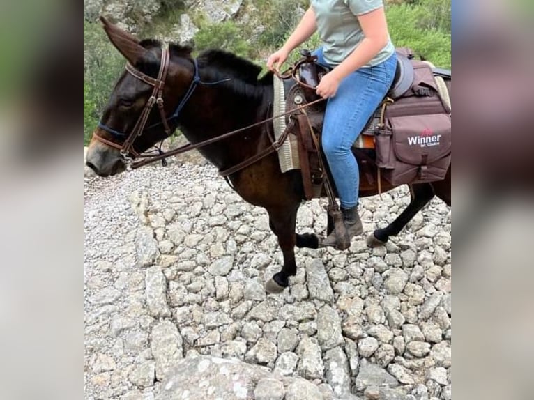 Muli Wallach 7 Jahre 145 cm Brauner in Llucmajor