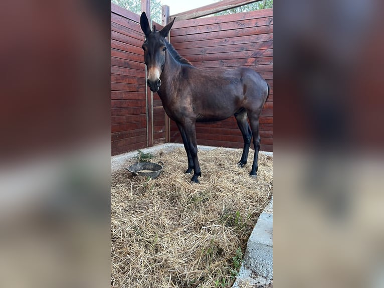 Muli Wallach 7 Jahre 145 cm Brauner in Llucmajor