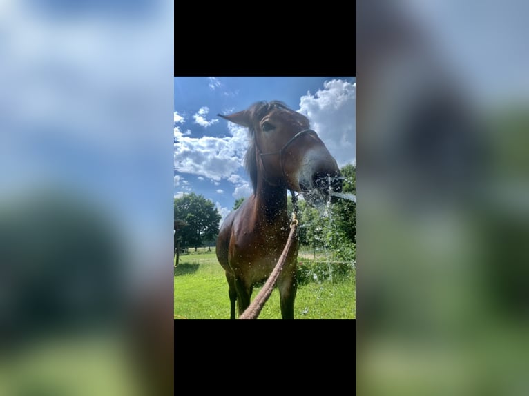 Muli Wallach 7 Jahre 155 cm Brauner in Michendorf