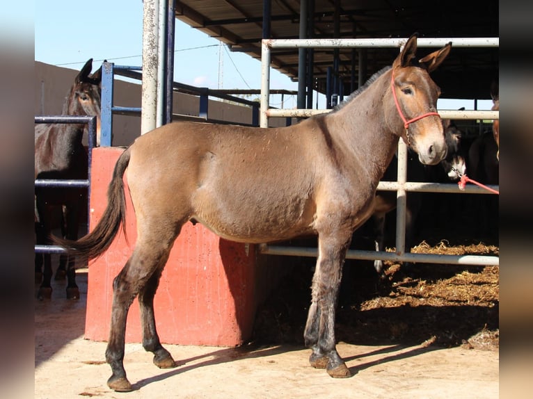 Muli Wallach 7 Jahre 156 cm Brauner in Vejer de la Frontera