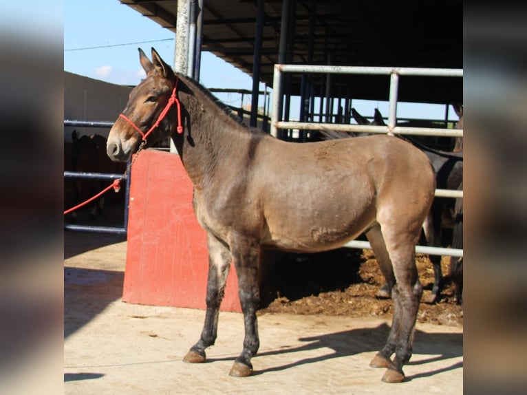 Muli Wallach 8 Jahre 156 cm Brauner in Vejer de la Frontera