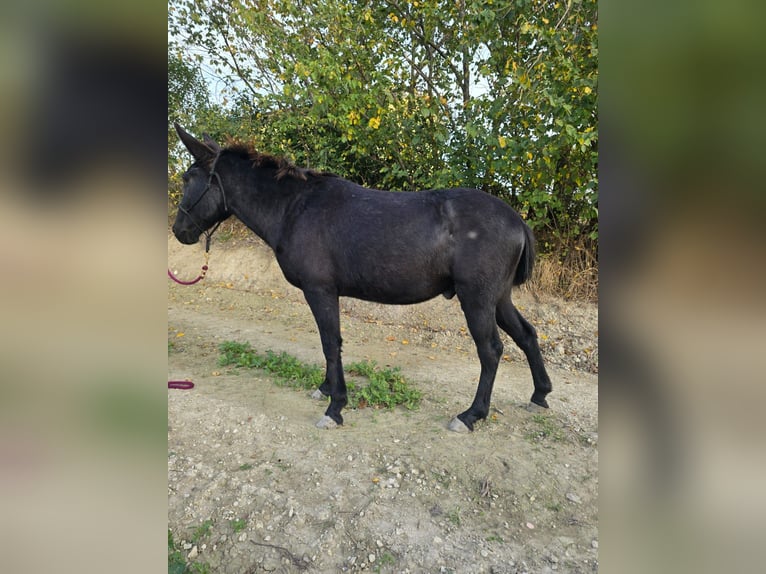 Mulo Caballo castrado 10 años 143 cm Negro in Colli al Metauro