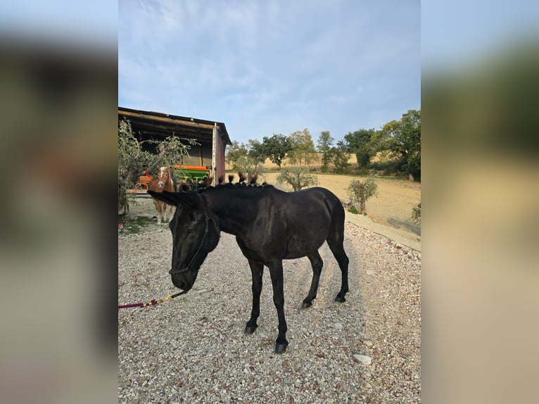 Mulo Caballo castrado 10 años 143 cm Negro in Colli al Metauro