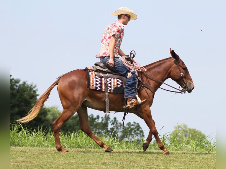 Mulo Caballo castrado 10 años 147 cm Alazán rojizo in Carrollton Ky