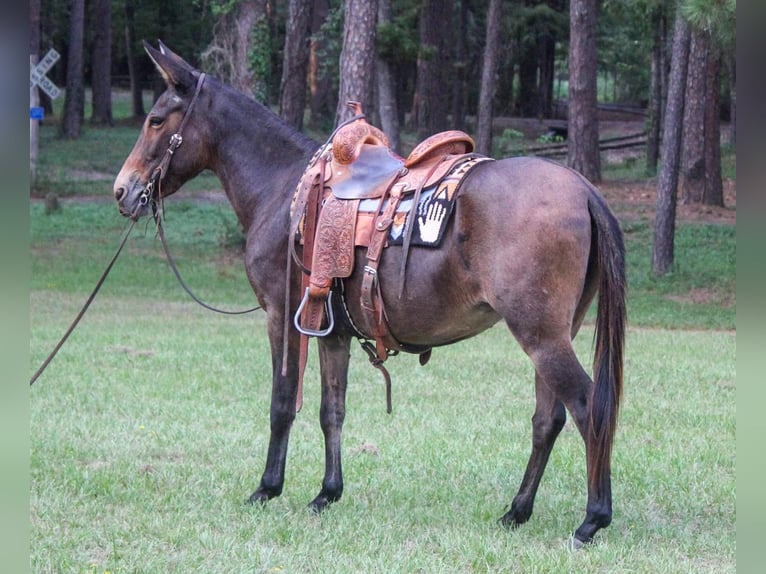 Mulo Caballo castrado 10 años 147 cm Castaño rojizo in Rusk TX