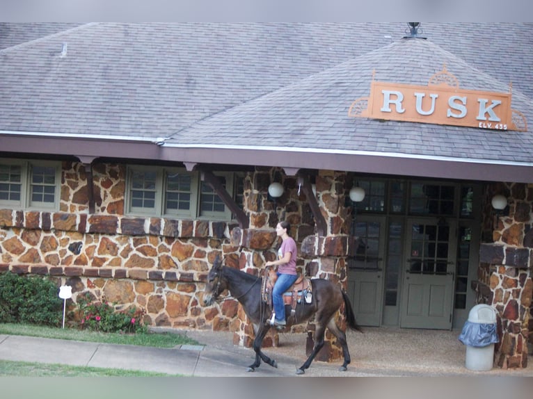 Mulo Caballo castrado 10 años 147 cm Castaño rojizo in Rusk TX