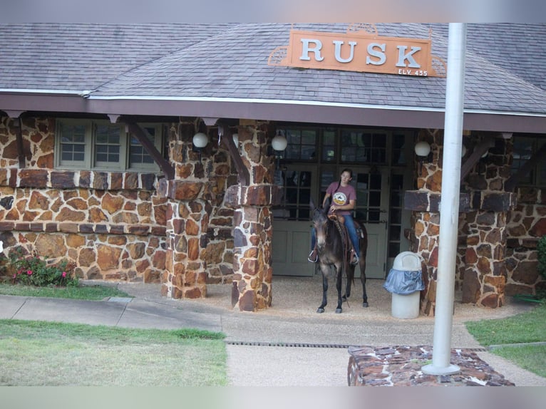 Mulo Caballo castrado 10 años 147 cm Castaño rojizo in Rusk TX