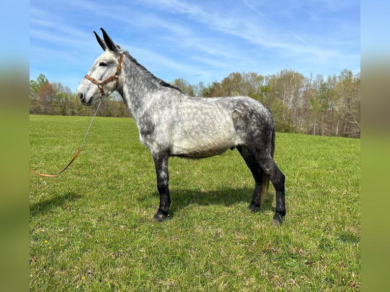 Mulo Caballo castrado 10 años 168 cm Tordo in Whitley City KY