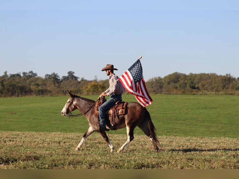 Mulo Caballo castrado 10 años Buckskin/Bayo in Brooksville KY