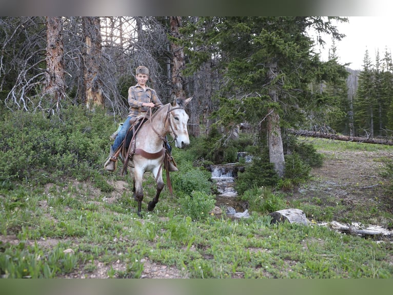 Mulo Caballo castrado 11 años 127 cm Castaño-ruano in Nunn, CO