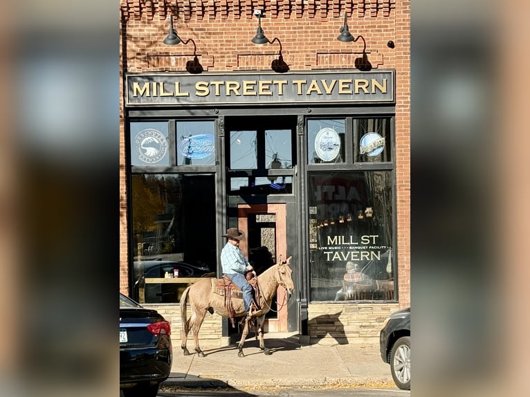 Mulo Caballo castrado 11 años 132 cm Bayo in Cannon Falls